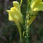 Balkan Toadflax Balkan Toadflax