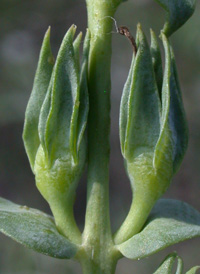 Balkan Toadflax