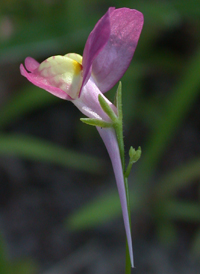 Moroccan Toadflax