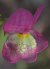 Moroccan Toadflax