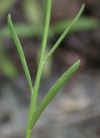 Moroccan Toadflax