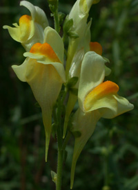 Common Toadflax