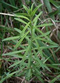 Common Toadflax