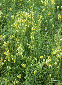 Common Toadflax