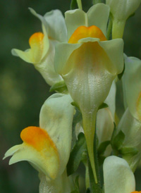 Common Toadflax