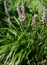 Large Lilyturf