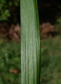 Large Lilyturf