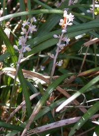 Creeping Lilyturf