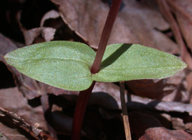 Southern Twayblade