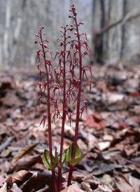 Southern Twayblade