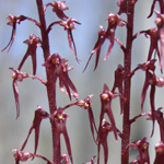 Southern Twayblade Southern Twayblade