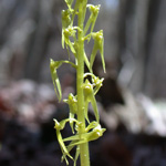 Southern Twayblade