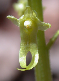 Southern Twayblade