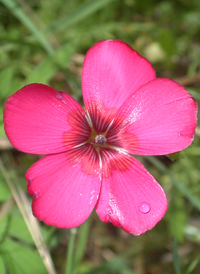 Scarlet Flax