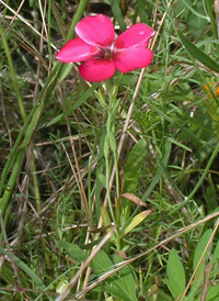 Scarlet Flax