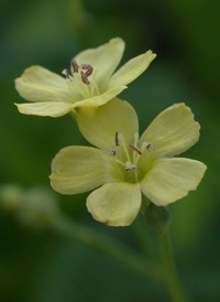 Stiff Yellow Flax