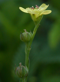 Stiff Yellow Flax