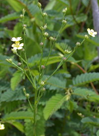 Stiff Yellow Flax