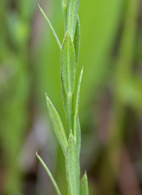 Stiff Yellow Flax