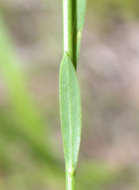 Ridged Yellow Flax