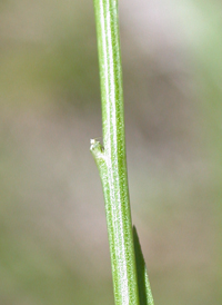 Ridged Yellow Flax