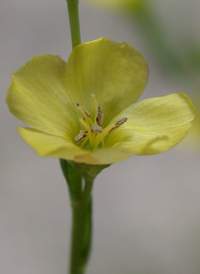 Ridged Yellow Flax