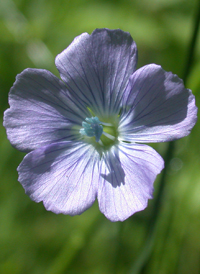 Common Flax