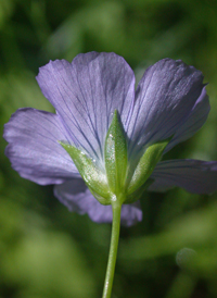 Common Flax