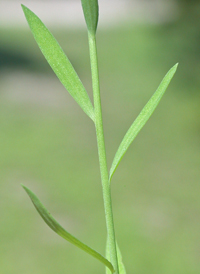 Common Flax