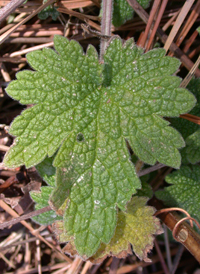 Motherwort