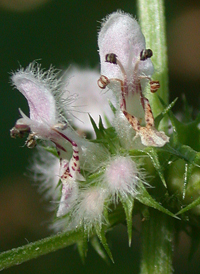 Motherwort