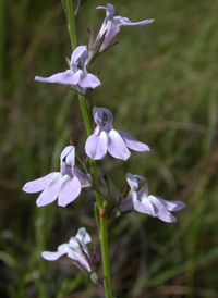 Canby's Lobelia