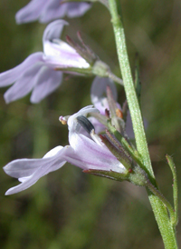 Canby's Lobelia