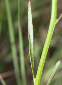 Canby's Lobelia