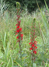 Cardinal-flower