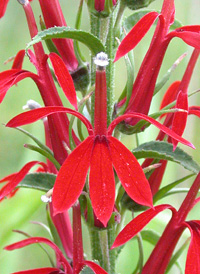 Cardinal-flower