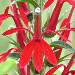 Cardinal-flower Cardinal-flower
