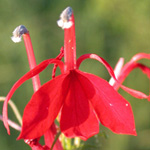 Cardinal-flower Cardinal-flower