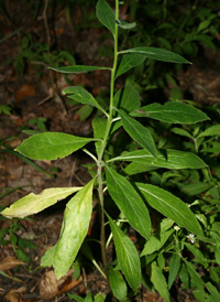 Cardinal-flower