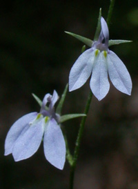 Nuttall's Lobelia