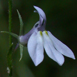 Nuttall's Lobelia Nuttall's Lobelia