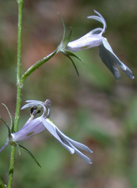 Nuttall's Lobelia