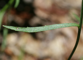 Nuttall's Lobelia