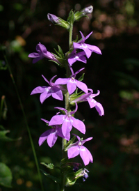 Downy Lobelia