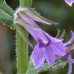 Downy Lobelia