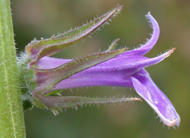 Downy Lobelia