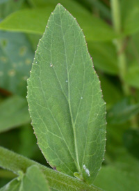 Downy Lobelia