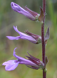 Downy Lobelia