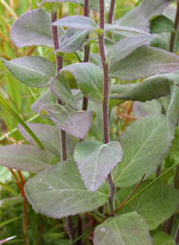 Downy Lobelia