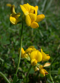 Common Bird's-foot-trefoil